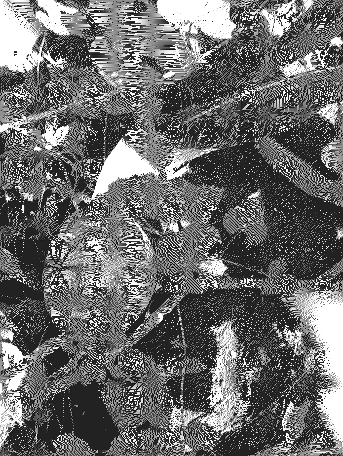 Calabaza tierna rayada creciendo a ras de suelo entre frijol y maíz