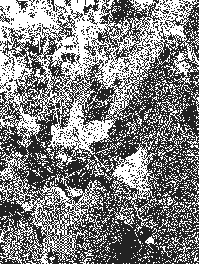 Flor de calabaza abierta entre las guías y las hojas