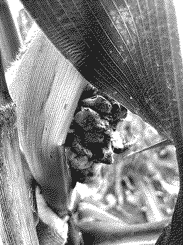 Huitlacoche creciendo entre las hojas de una mazorca
