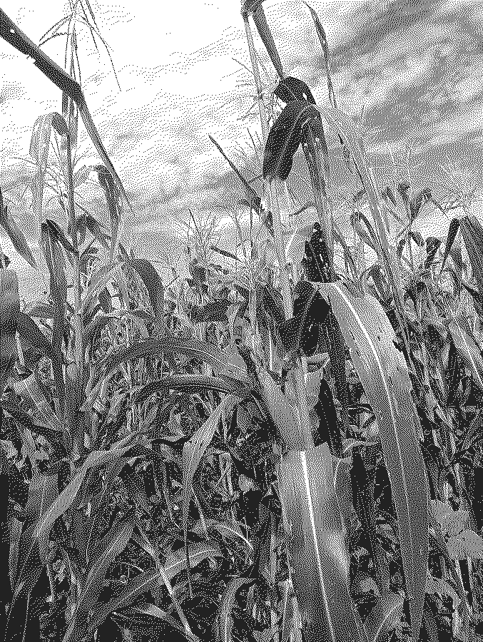 La milpa alta y en espiga contra el cielo