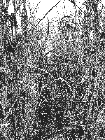 Los surcos de la milpa secándose al final de la temporada