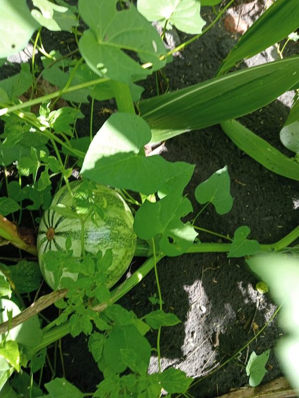 Una calabaza tierna entre hojas y guías, a la sombra de la milpa