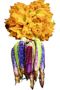 Calabaza flowers floating above ears of native corn in many colours