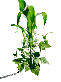 A young milpa intercropping of maize, bean, and squash growing together